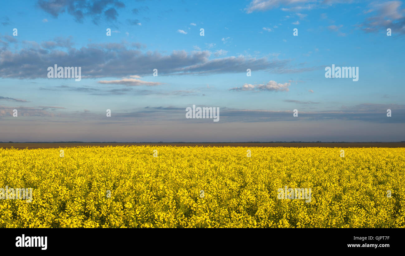 Yellow rapeseed field hi-res stock photography and images - Alamy