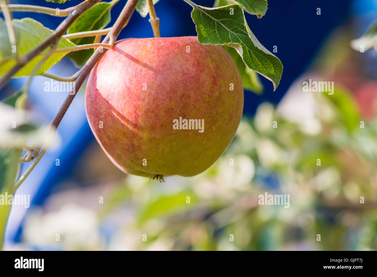 Red apple on apple tree branch Stock Photo - Alamy