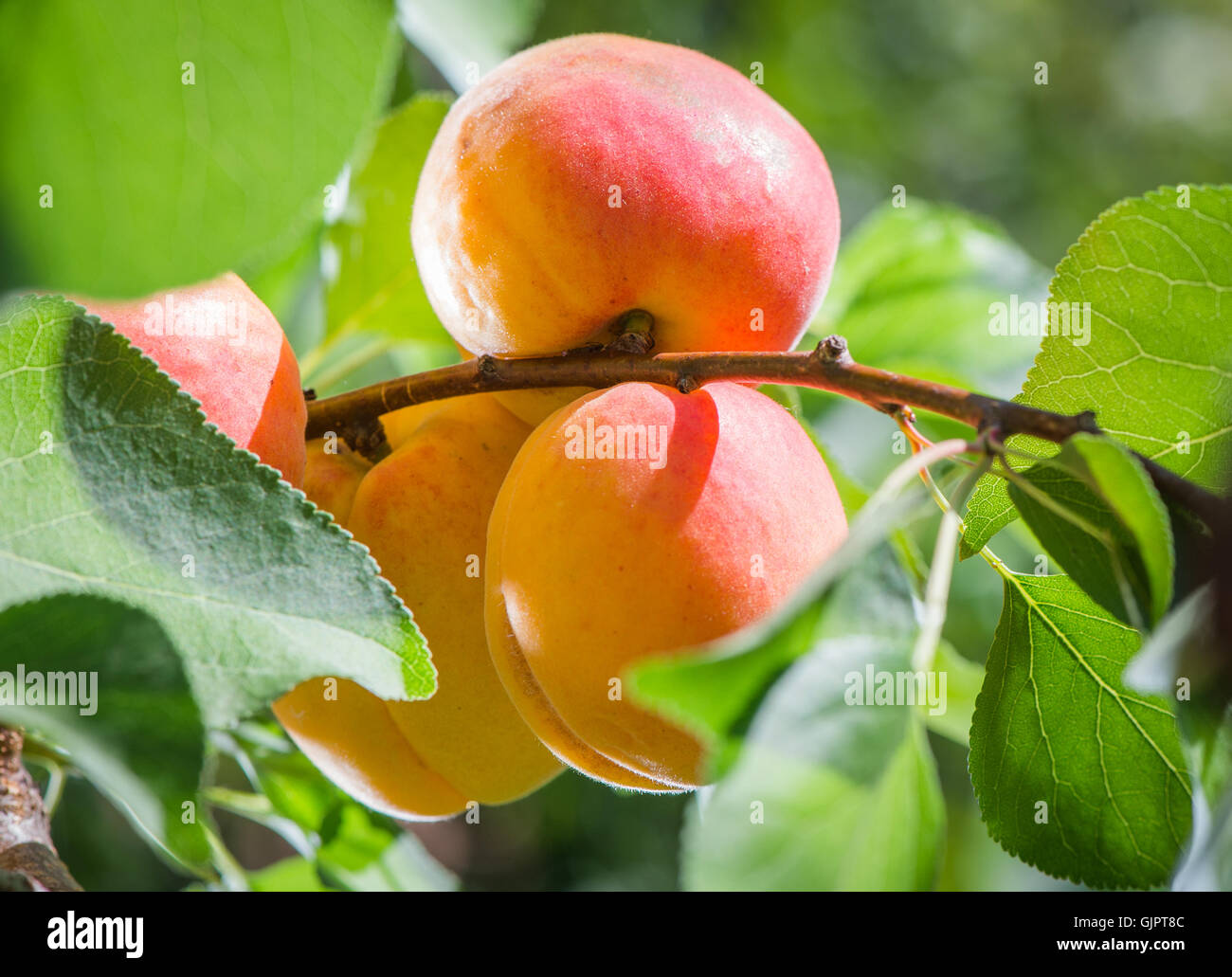 Ripe apricots on a tree branch Stock Photo
