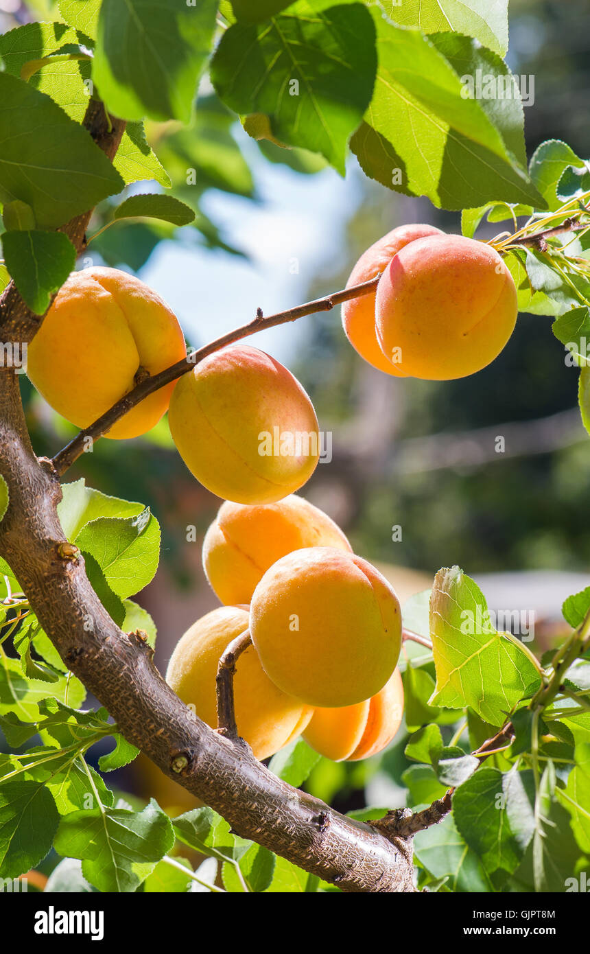 Ripe apricots on a tree branch Stock Photo - Alamy