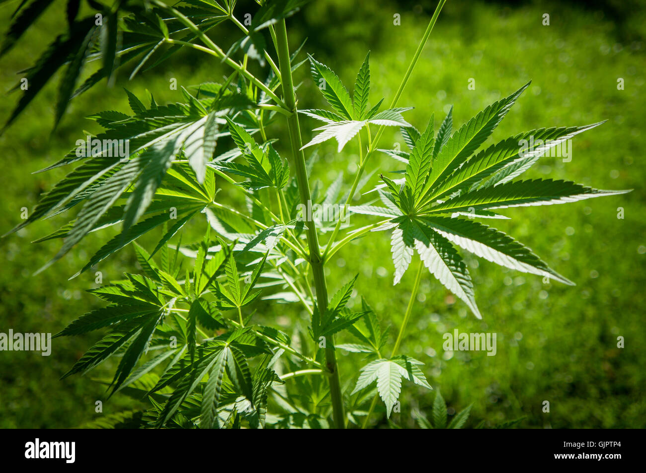 Cannabis sativa, indica, marihuana, hemp, ganja, plant Stock Photo - Alamy