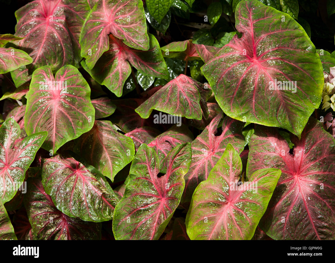 Bright and colorful variegated coleus leaves with sharp contrast between the colors. Coleus grows typically as ornamental plant Stock Photo