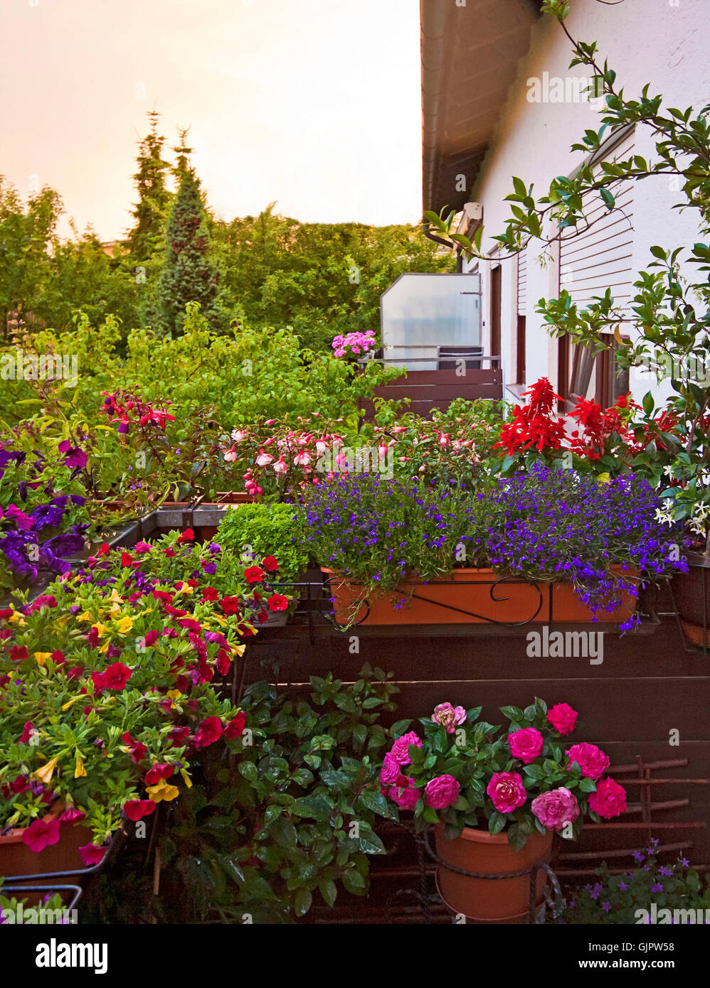 Gardening at home, balcony in springtime full of blooming flowers and plants. Stock Photo