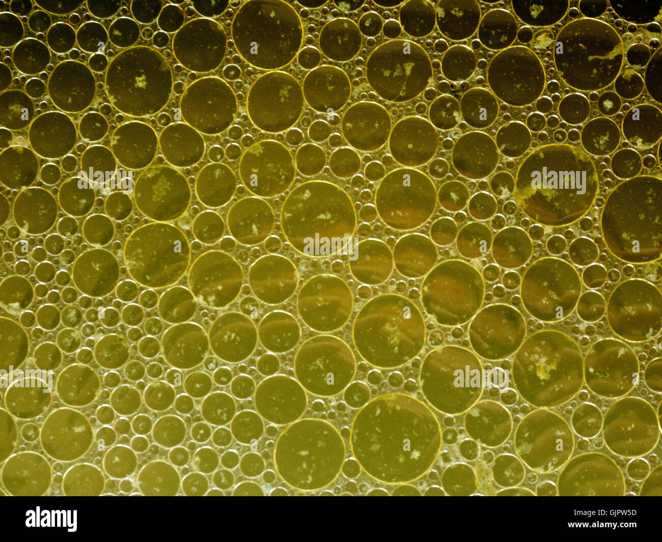 clear chicken broth Stock Photo Alamy