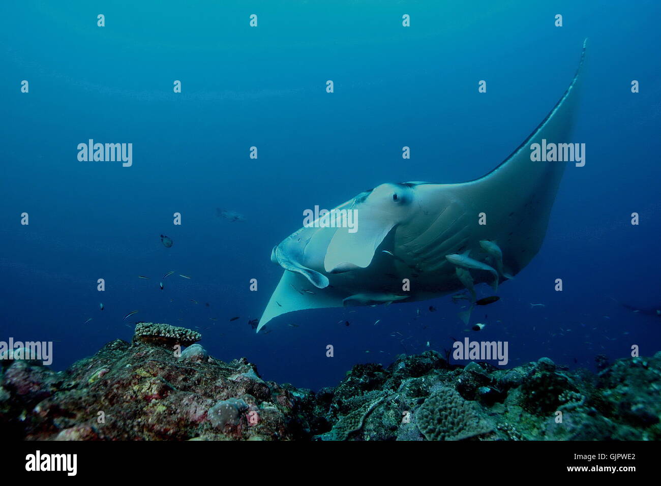 Manta Ray underwater diving photo Maldives Indian Ocean Stock Photo - Alamy