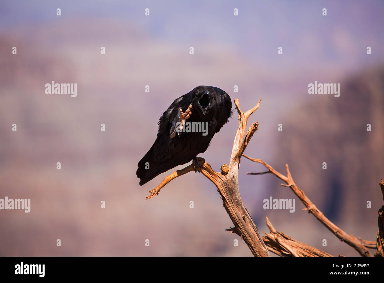 Crow, Grand Canyon. United States of America Stock Photo