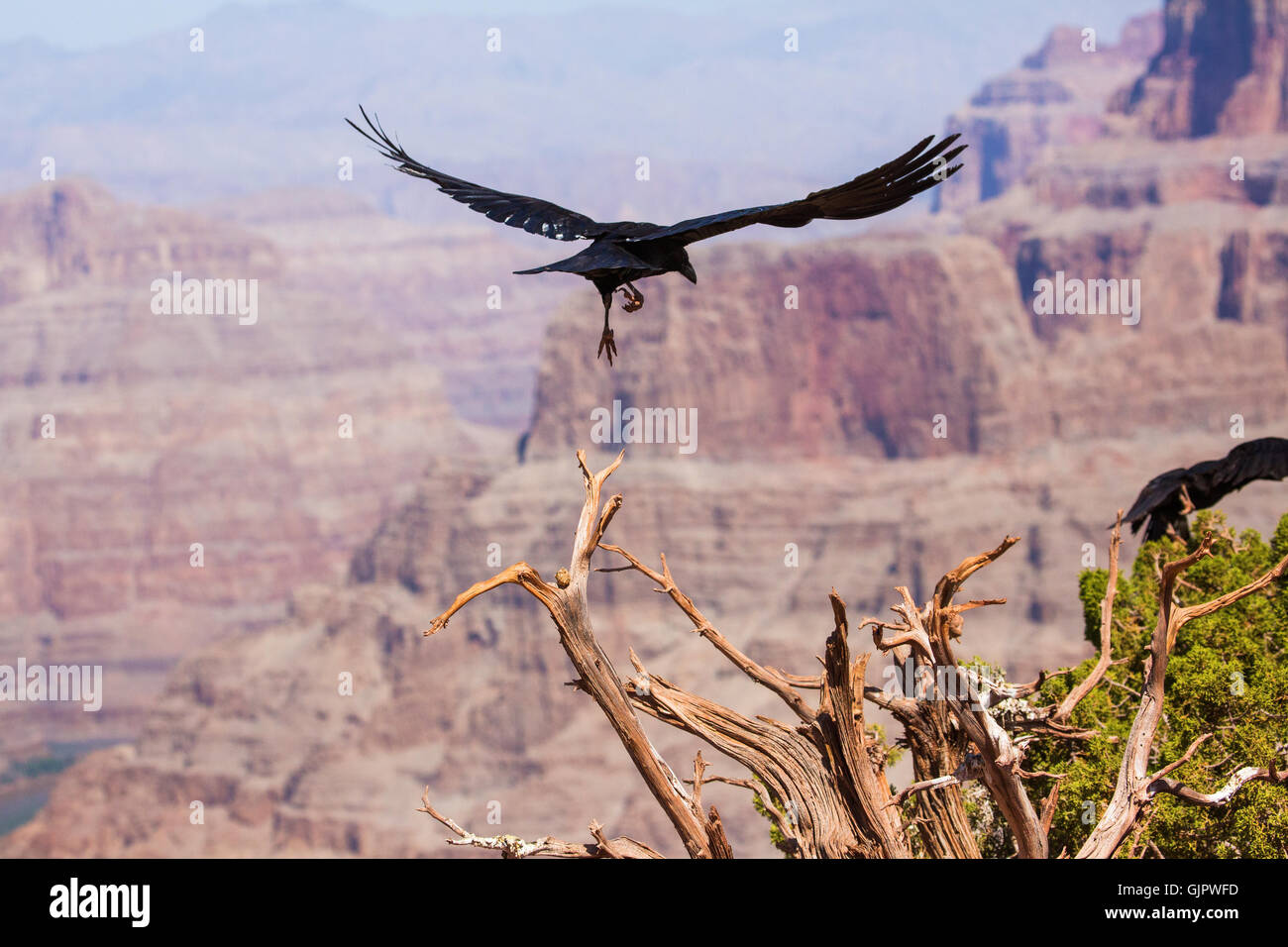 crow, Grand Canyon. United States of America Stock Photo
