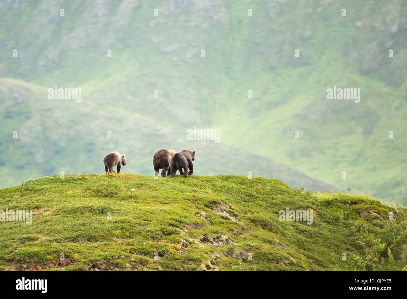 A Kodiak Brown Bear family walks across open range on Kodiak National