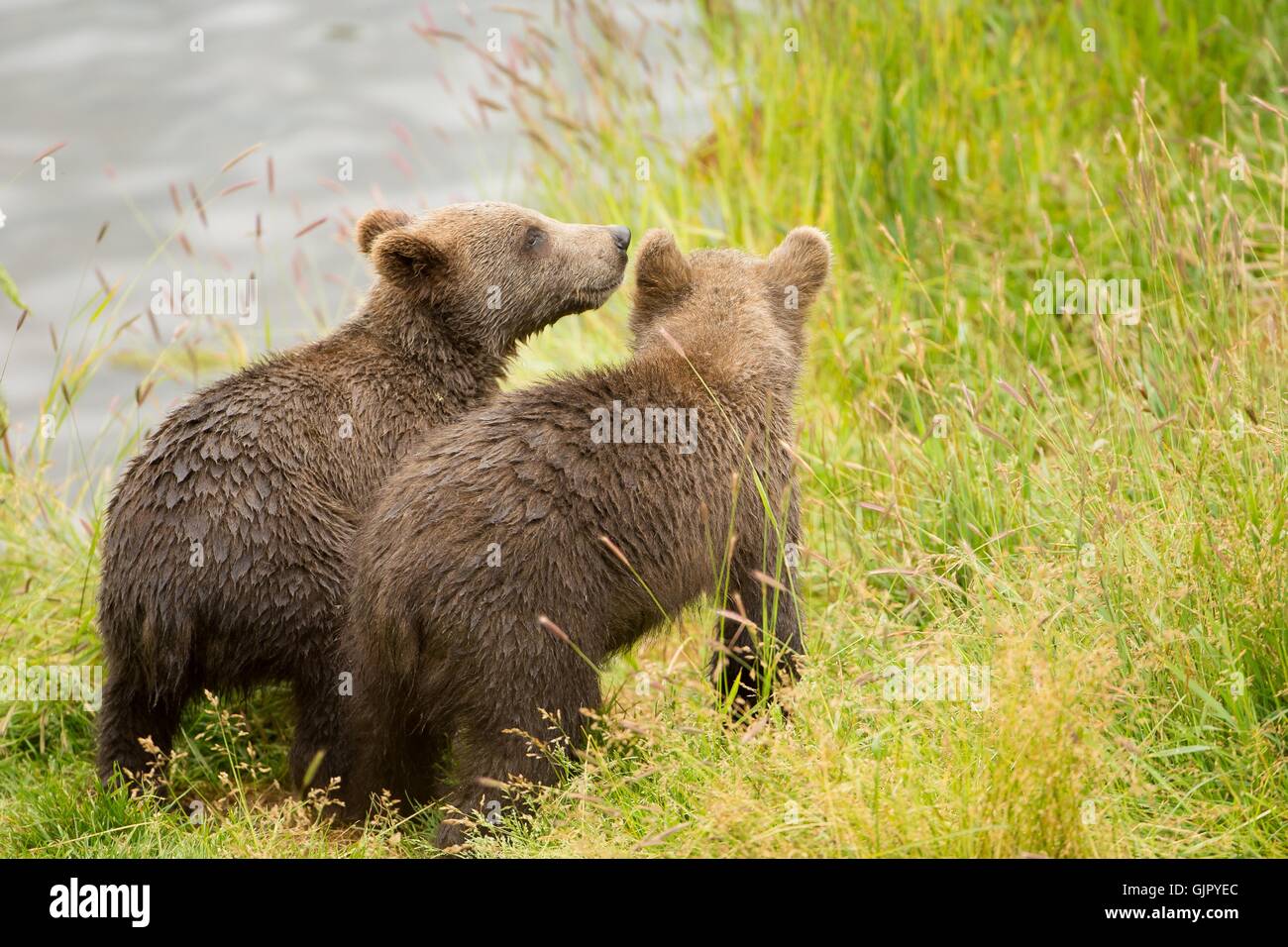 Kodiak Brown Bear cubs on Kodiak National Wildlife Refuge in Kodiak Island, Alaska. Stock Photo