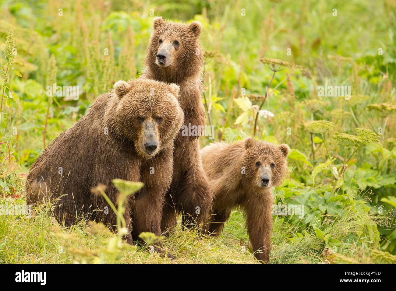Kodiak Brown Bear cubs seek protection behind their mother on Kodiak