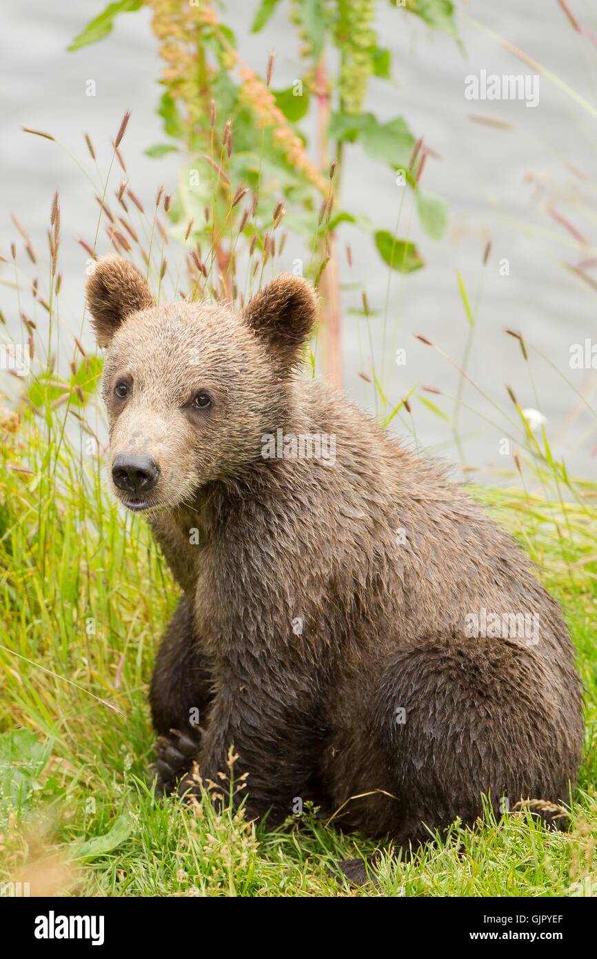 A Kodiak Brown Bear Cub On Kodiak National Wildlife Refuge In Kodiak Island Alaska Stock Photo Alamy A Kodiak Brown Bear Cub On Kodiak National Wildlife Refuge In Kodiak Island Alaska Stock Photo Alamy