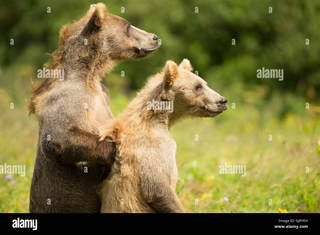 Kodiak Brown Bear cubs on Kodiak National Wildlife Refuge in Kodiak Island, Alaska. Stock Photo