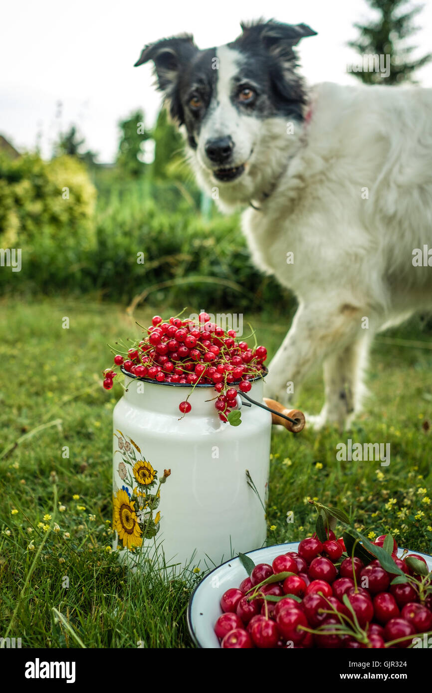 Dog food in black white hires stock photography and images Alamy