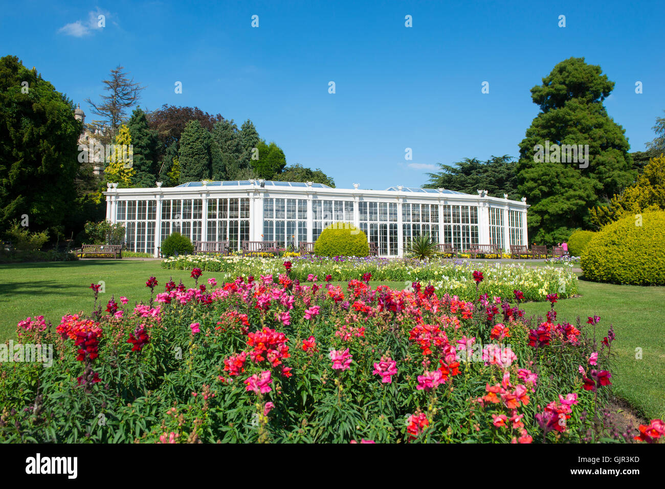 The Camellia House in the Gardens of Wollaton Hall Park, Nottinghamshire England UK Stock Photo