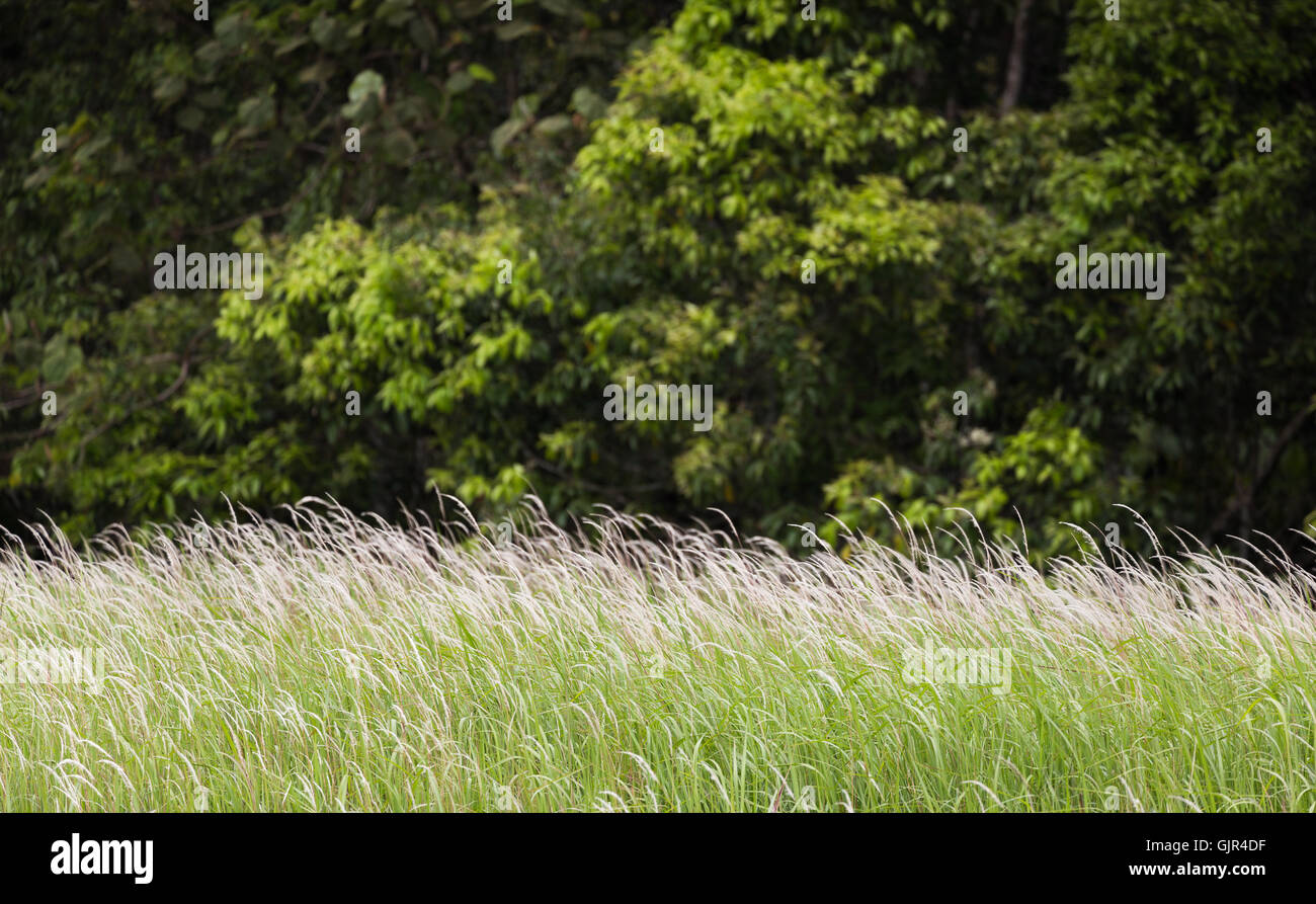 Green flowering grass bending from wind with green tree as blurry
