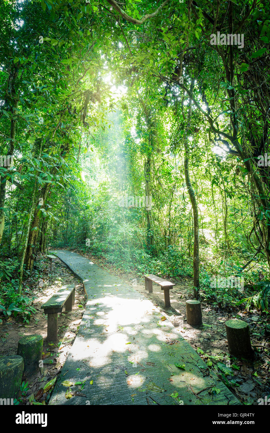 Walkway and seat inside tropical forest surrounded by green tree which sunlight shining through small hole of tree. Stock Photo