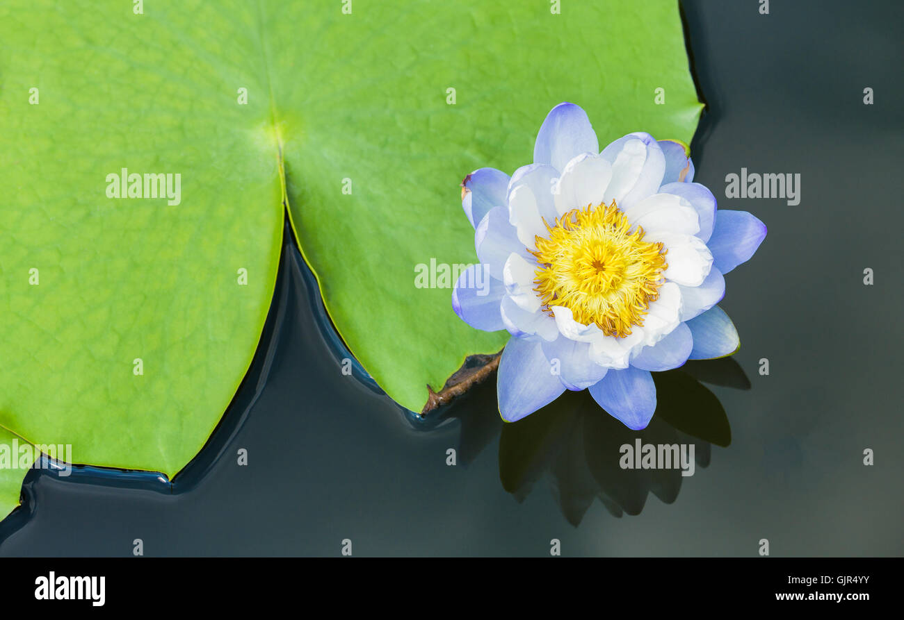 Blossom blue water lily with yellow pollen floating close to big green leaf on flat water Stock Photo