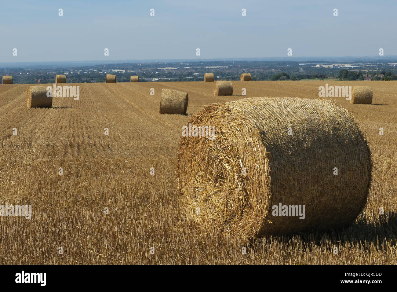 Wheat Straw at Best Price in India