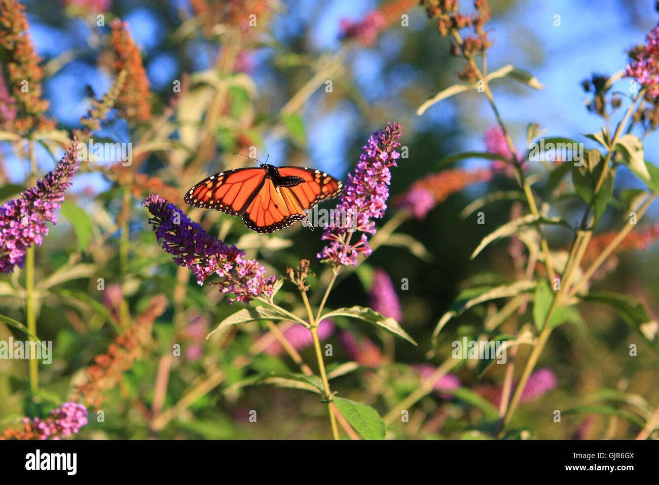 Monarch Butterfly Danaus plexippus Stock Photo - Alamy