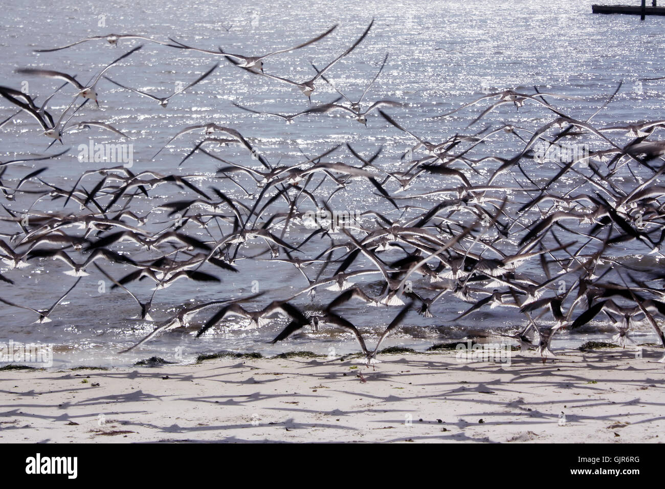 Flying birds form hi-res stock photography and images - Alamy