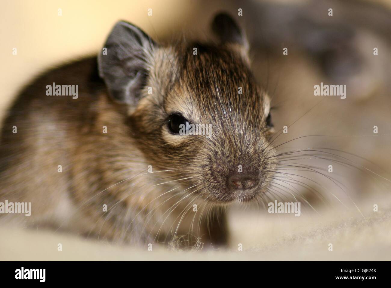 animal portrait rodent offspring Stock Photo