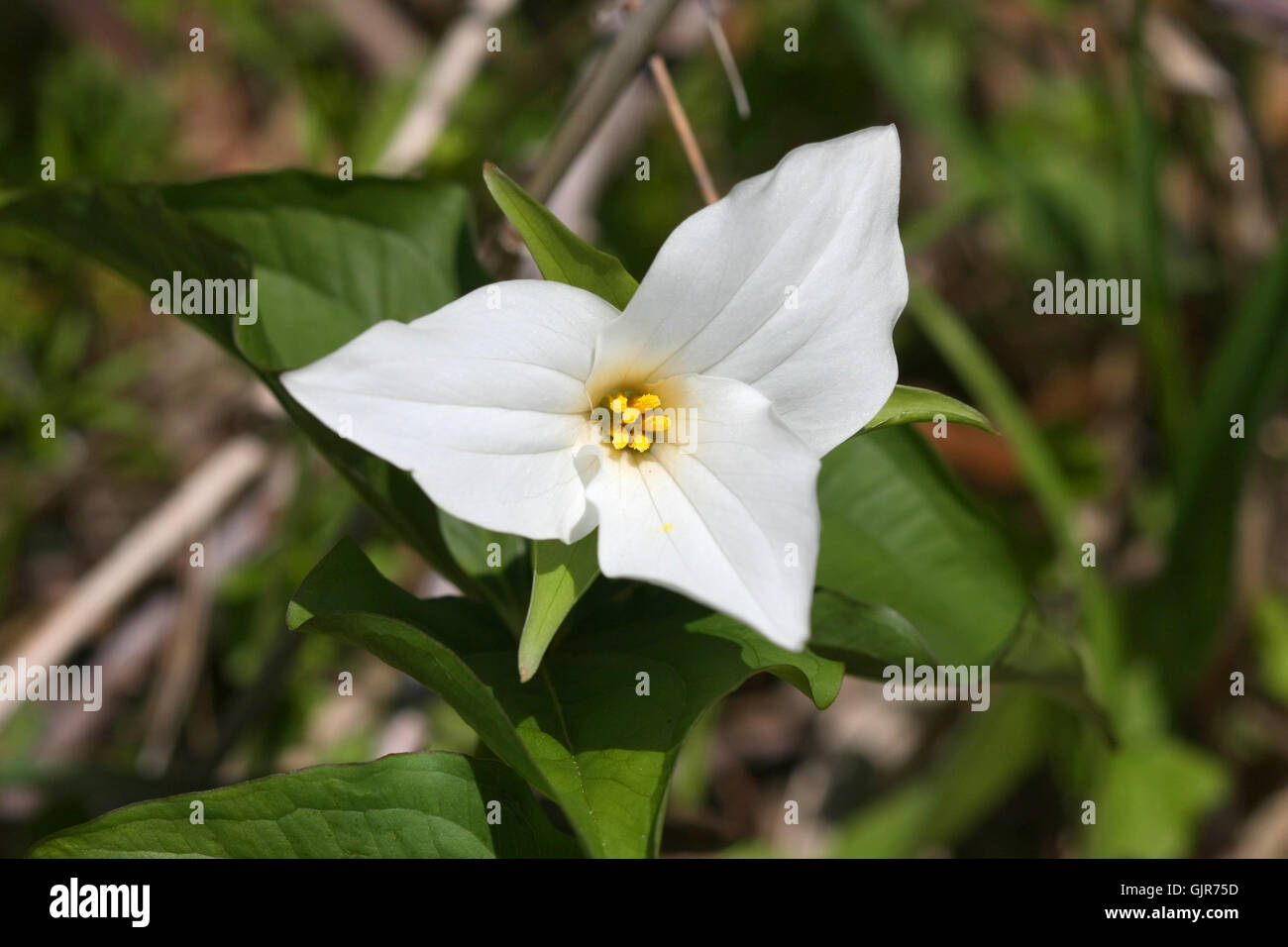 Trillium flower Stock Photo
