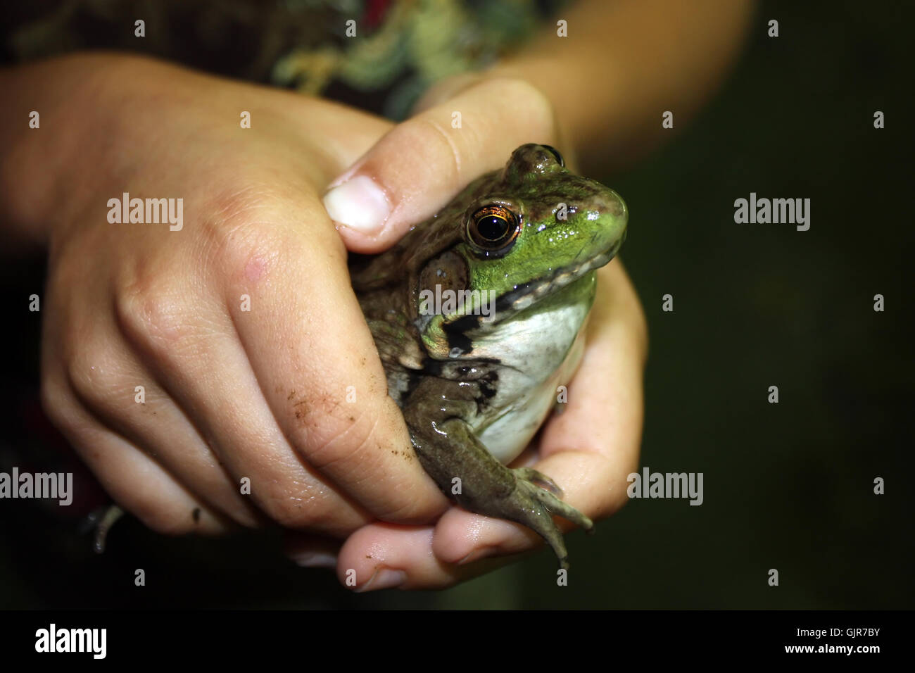 boy with frog Stock Photo