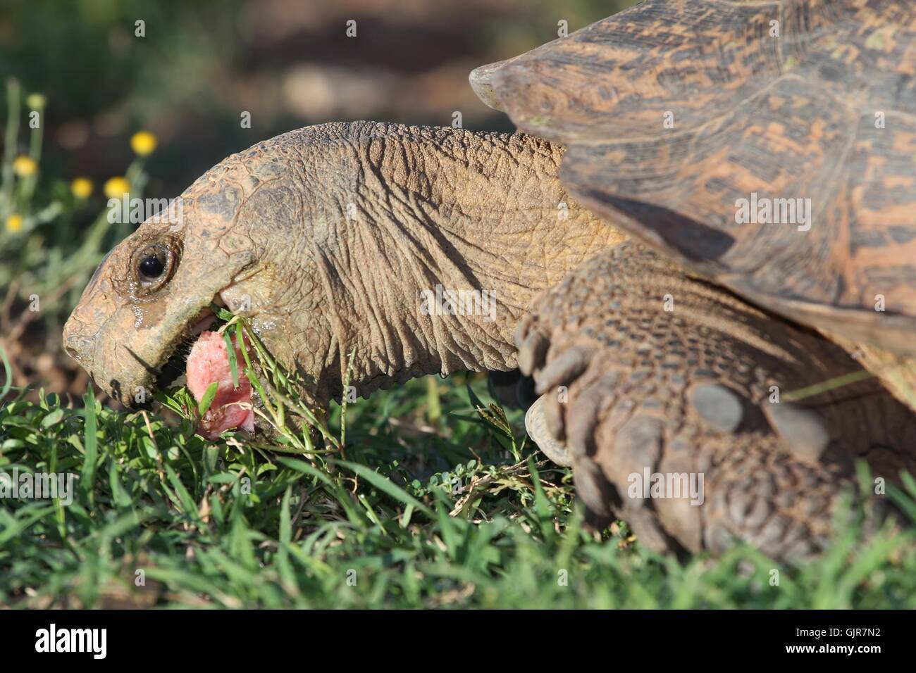 Leopard Tortoise Eating Stock Photo Alamy