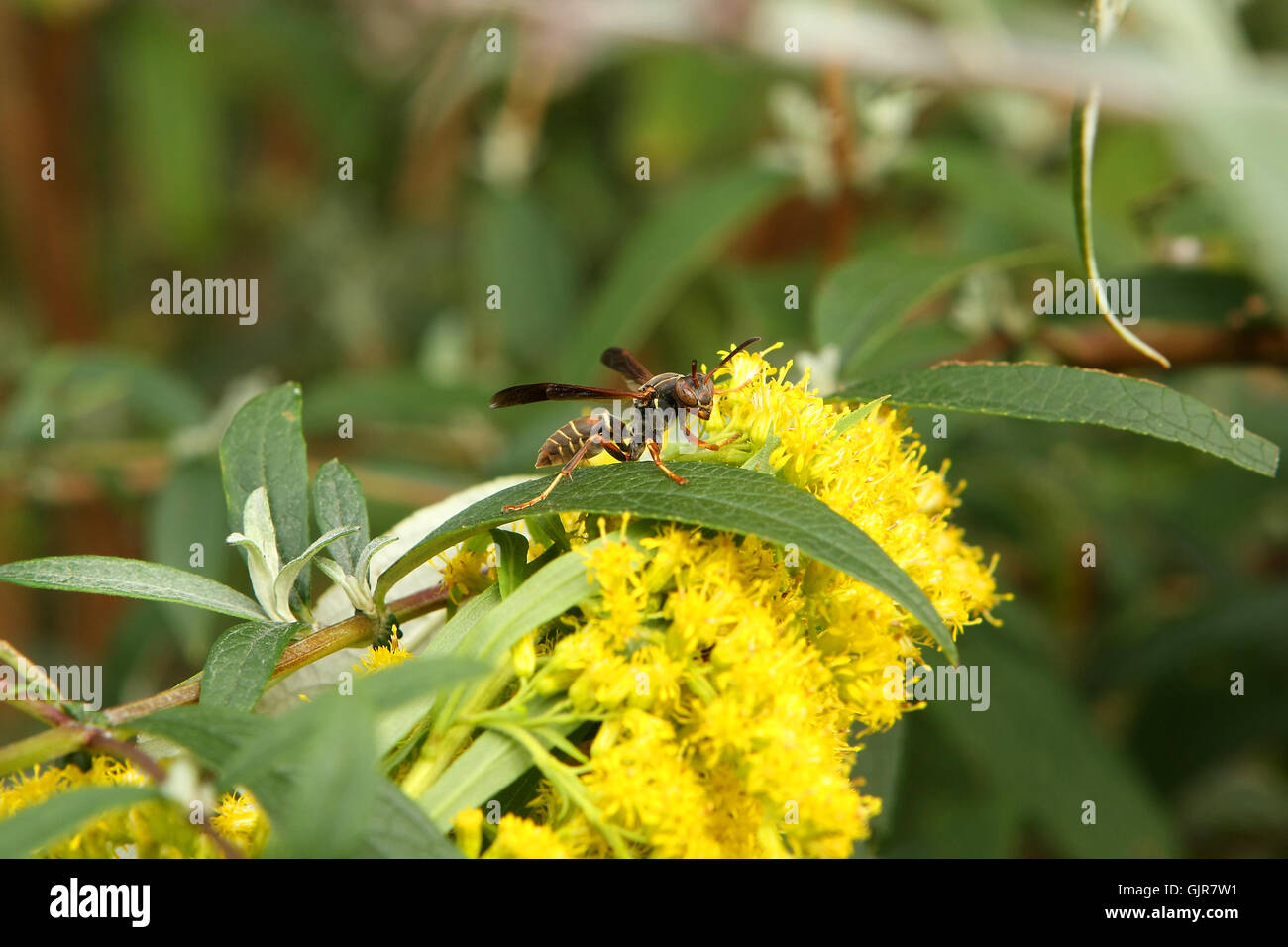 Paper Wasp Polistes Stock Photo