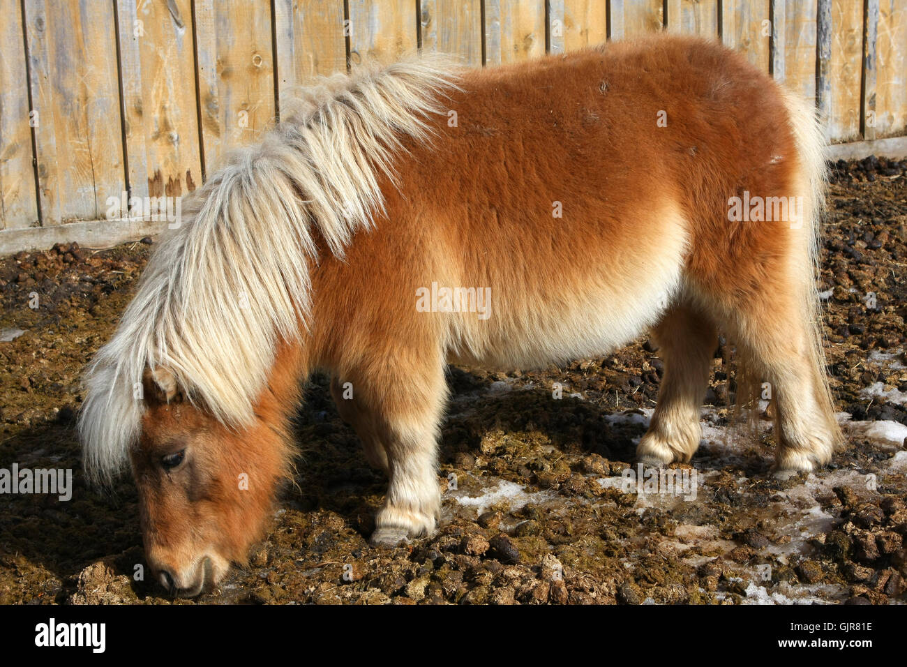 Miniature horse Stock Photo