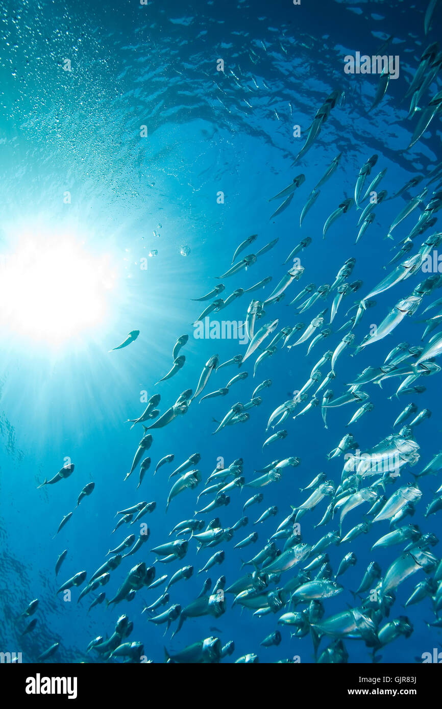 underwater tropical mackerel Stock Photo Alamy