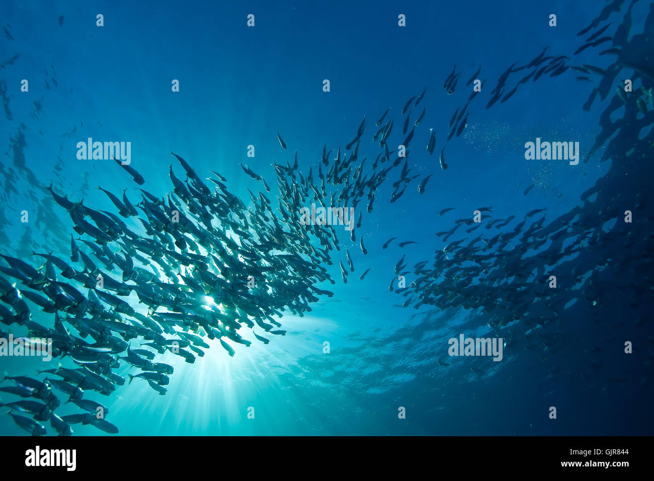 underwater tropical mackerel Stock Photo Alamy