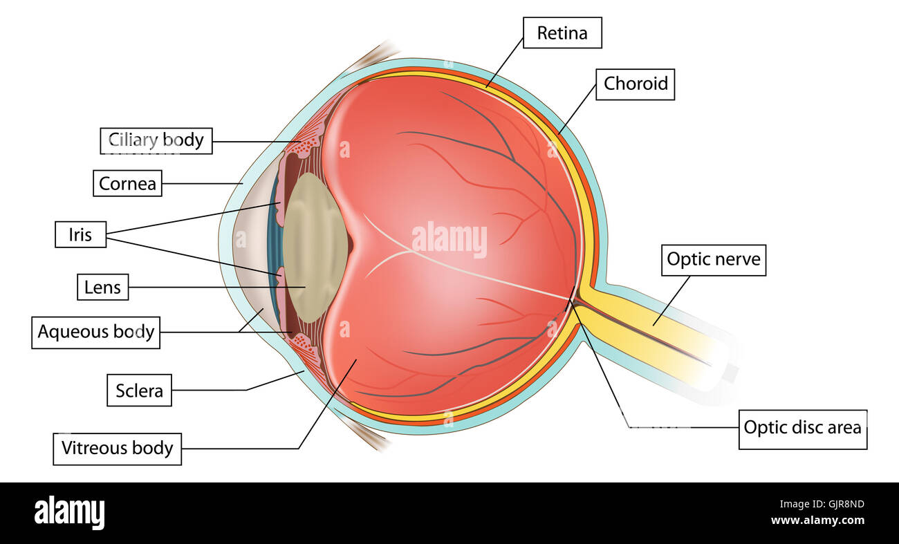 eye anatomy Stock Photo