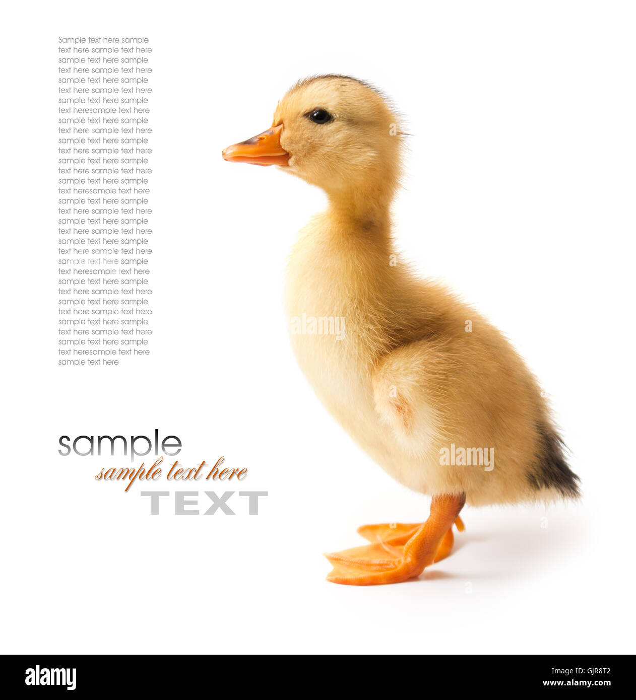 Разноцветная утка. Уточка девочка как назвать. Утка кряква еда. Утка желтая. Утета.