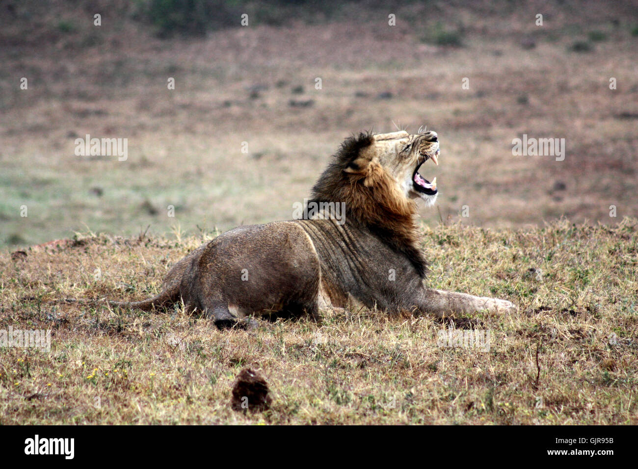 Lion roar pride hi-res stock photography and images - Alamy