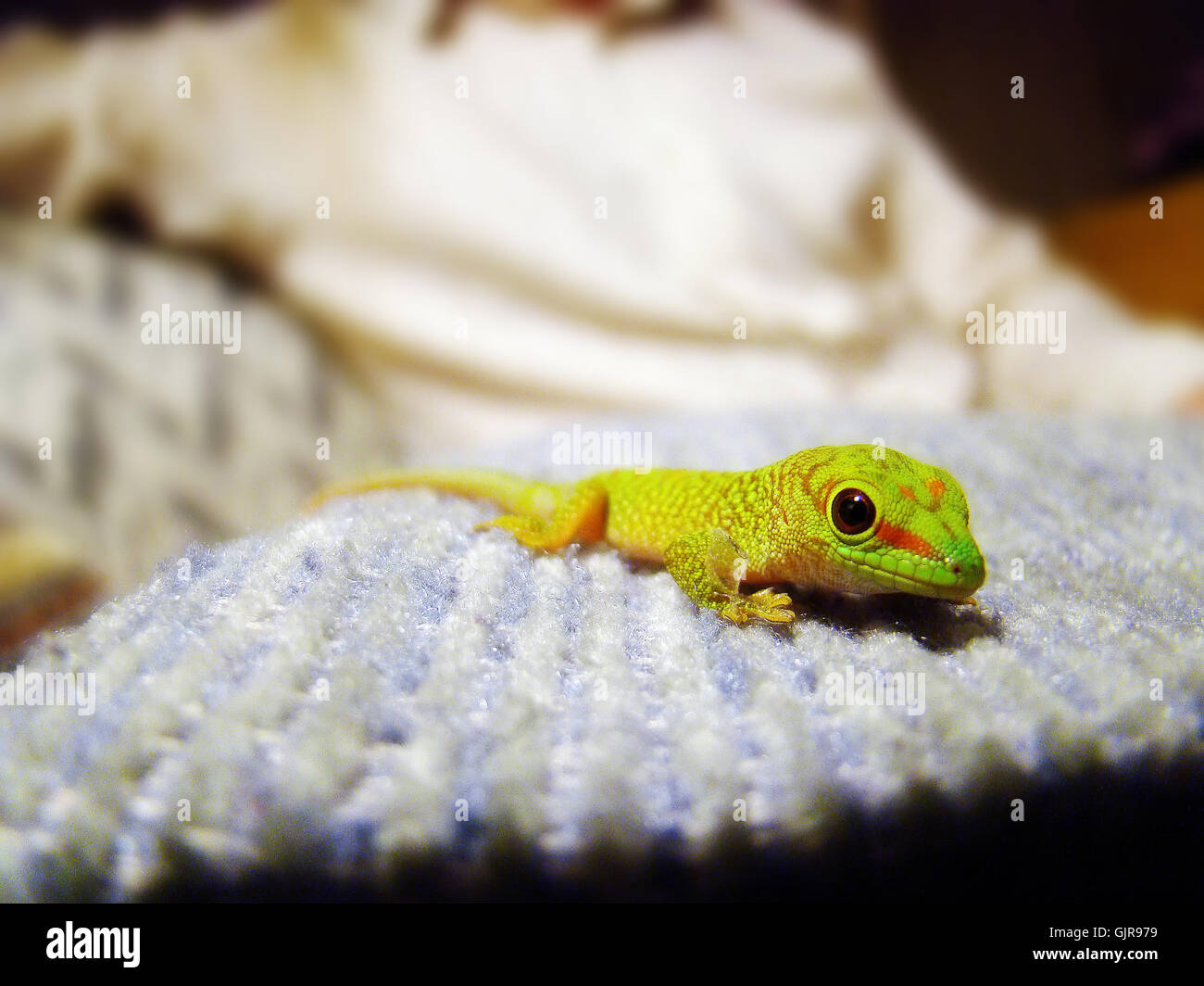 baby madagascar giant day gecko Stock Photo - Alamy