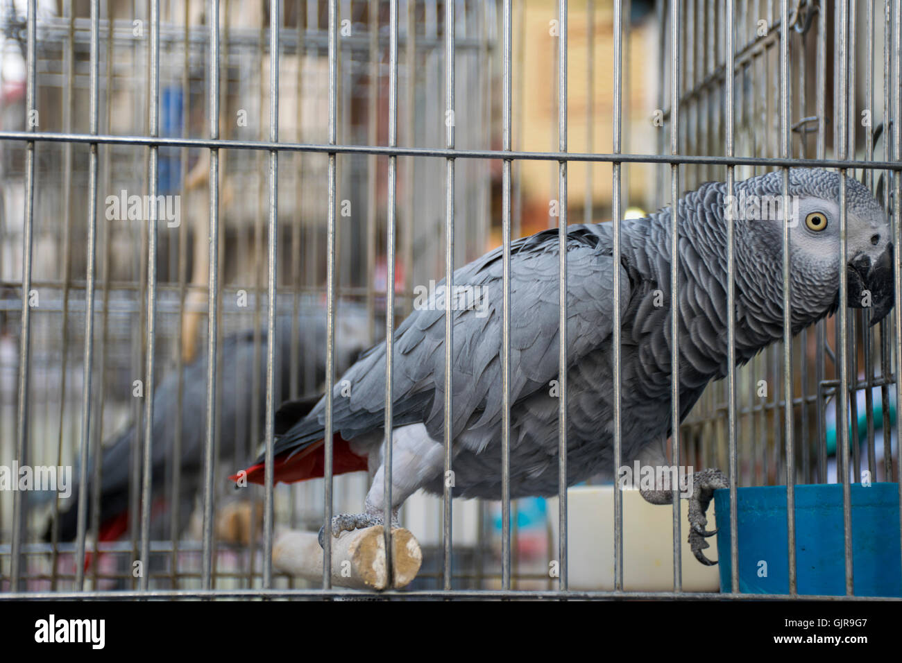 Two birds in cages Stock Photo Alamy