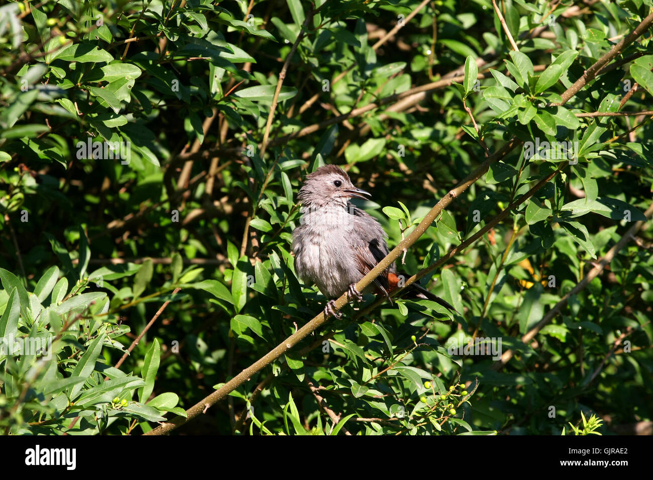 Gray Catbird umetella carolinensis Stock Photo