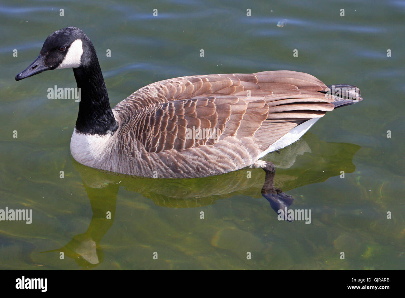 Canada goose clearance branta canadensis zip