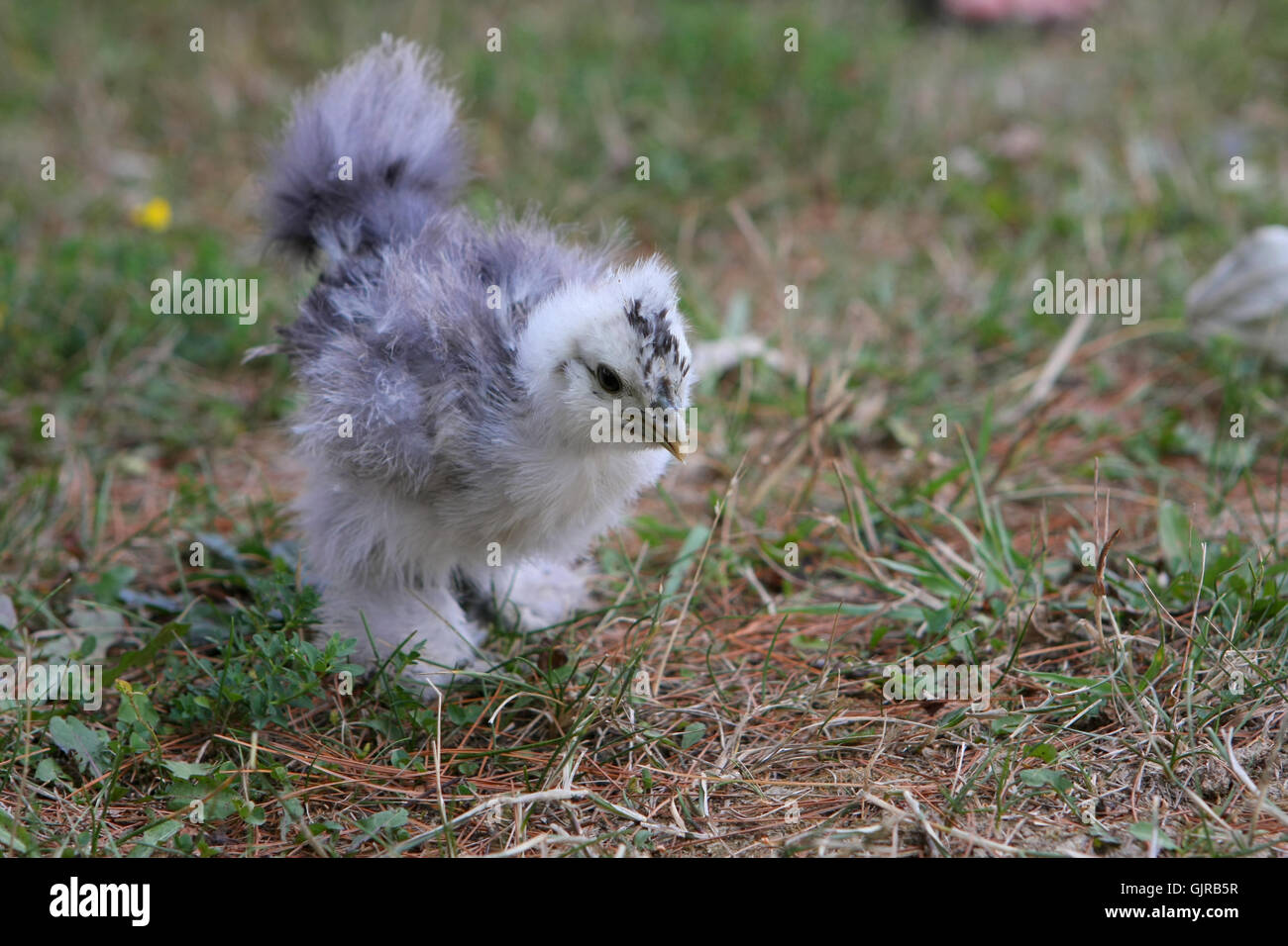 Silkie Chicken Young Stock Photo