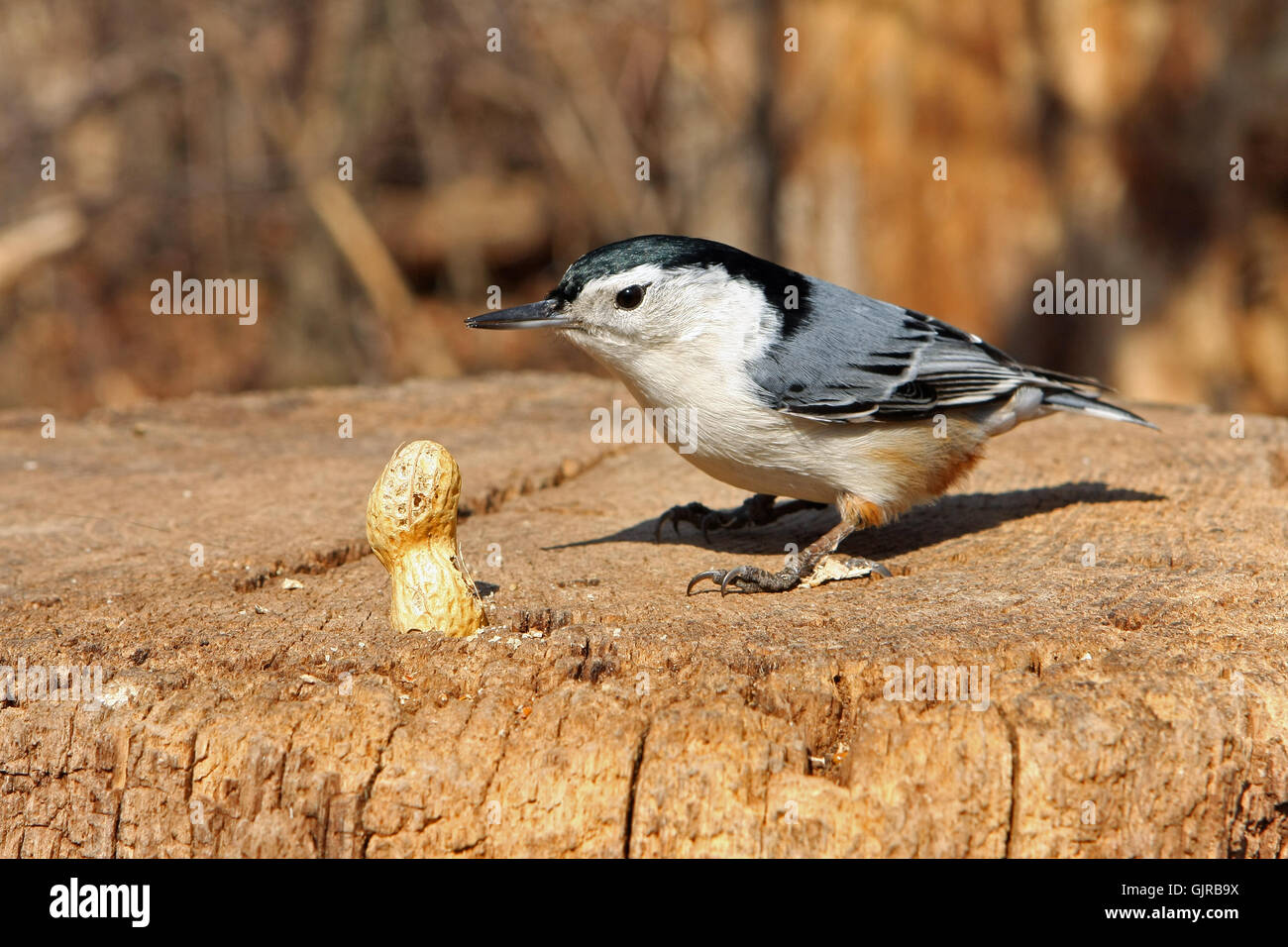 White-breasted Nuthatch Sitta carolinensis Stock Photo