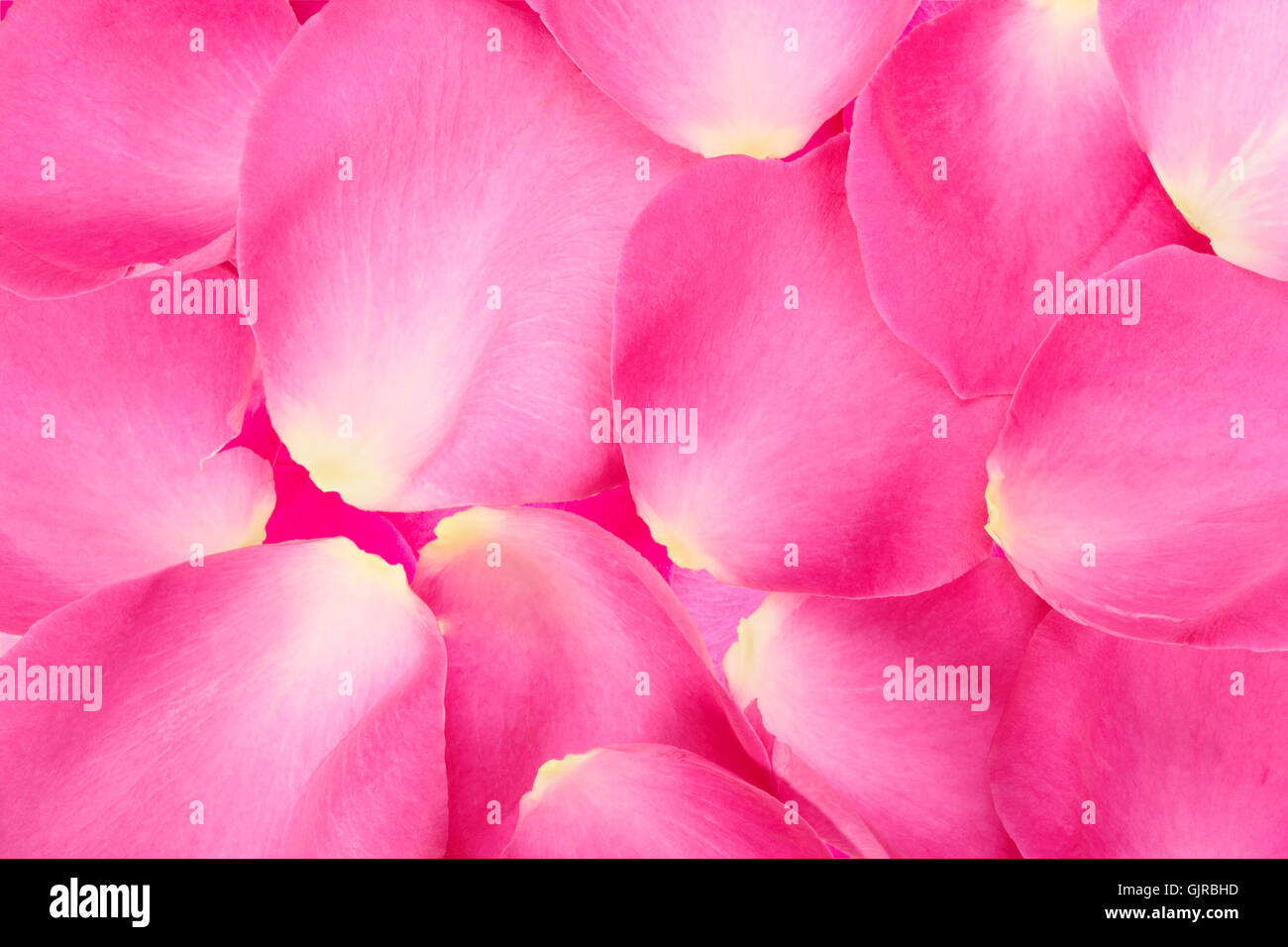 Abstract background of pink rose petals Stock Photo