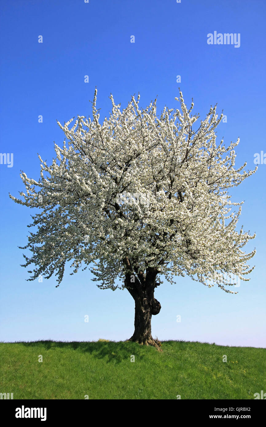 Sakura Tree Meadow Hi-res Stock Photography And Images - Alamy