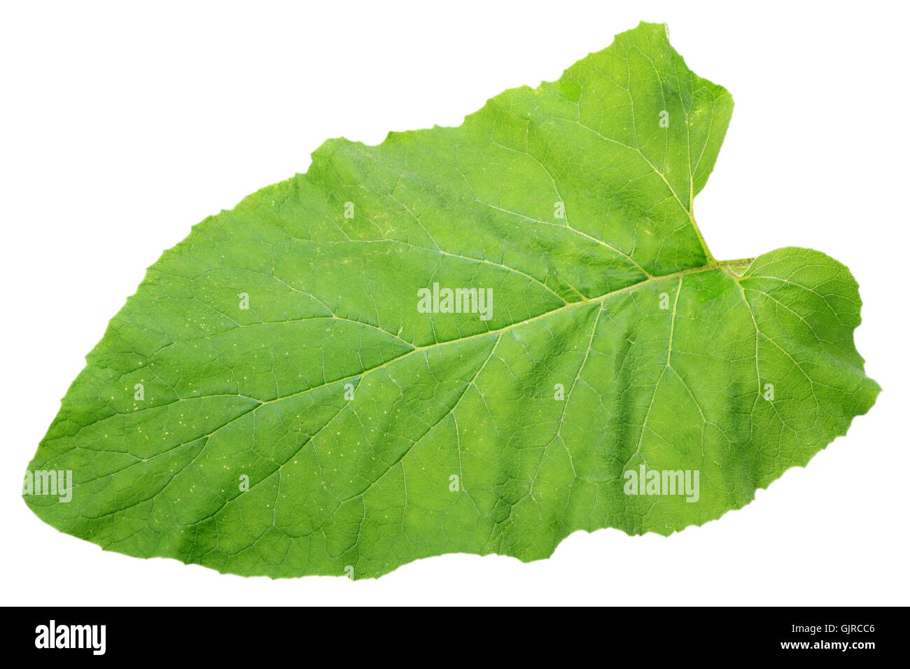 One green isolated leaf Stock Photo