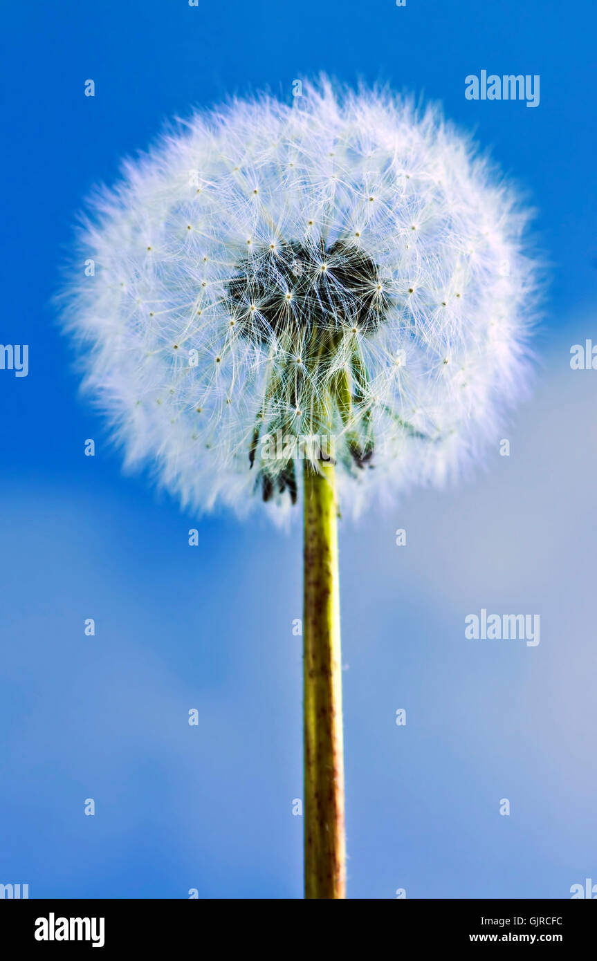 Weed closeup hi-res stock photography and images - Alamy
