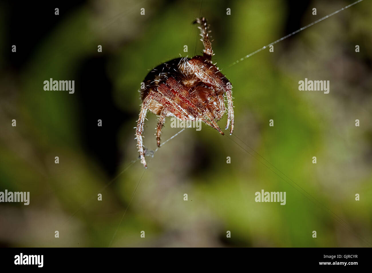 Garden Orb Spider Stock Photo
