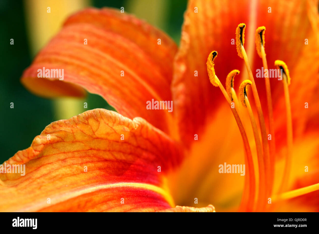 Orange Day Lily Stock Photo