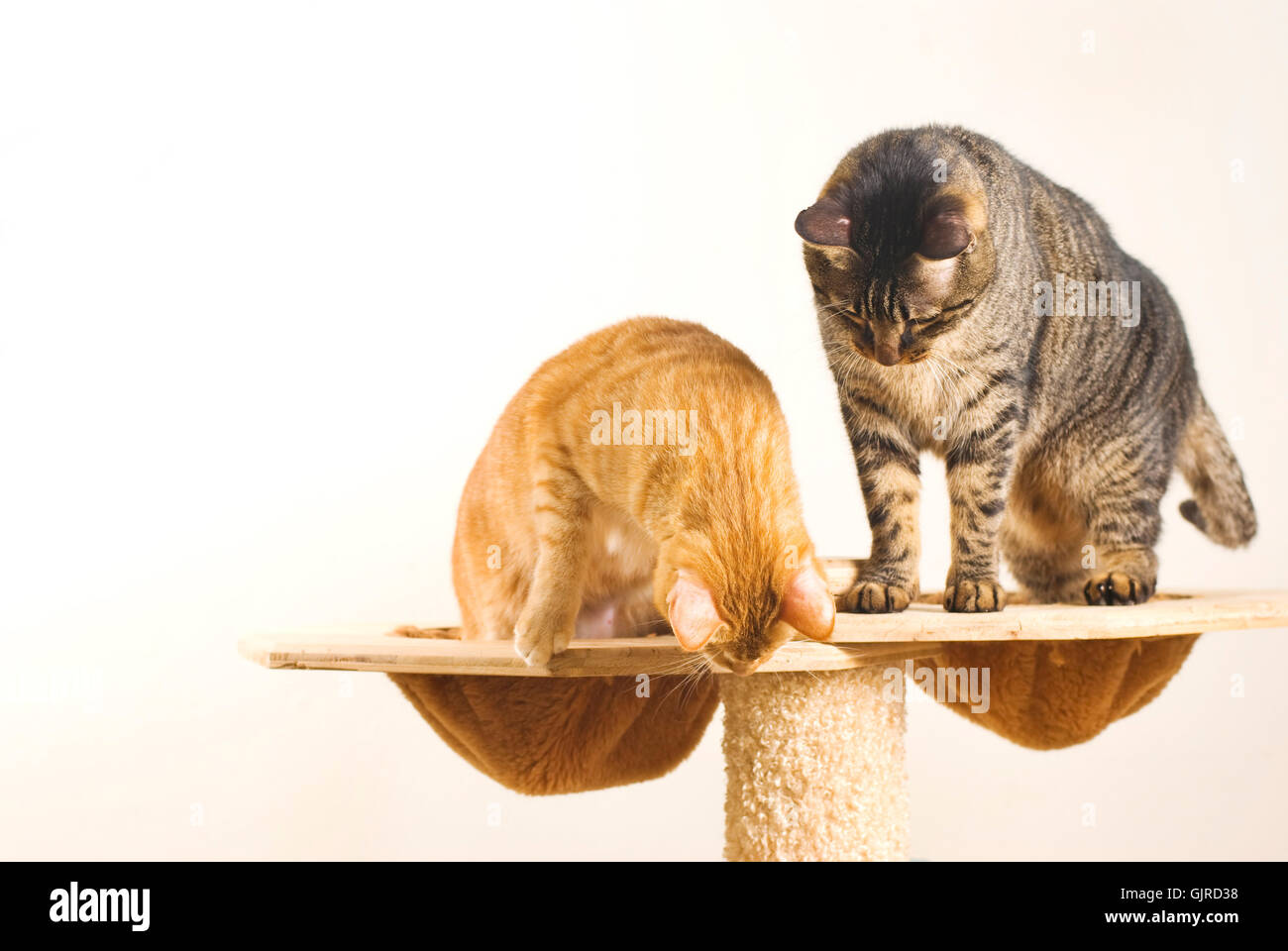 Two cats play together on playing stand Stock Photo Alamy