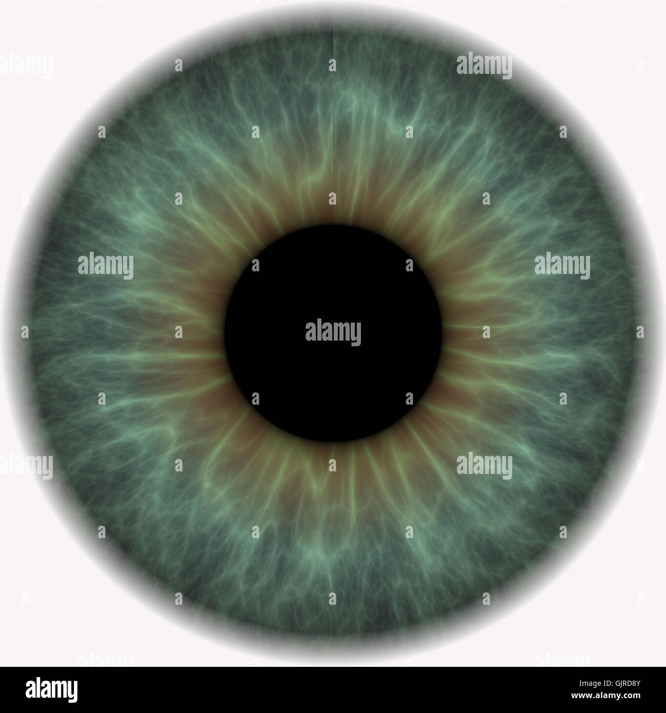 Eyelash anatomy hi-res stock photography and images - Alamy