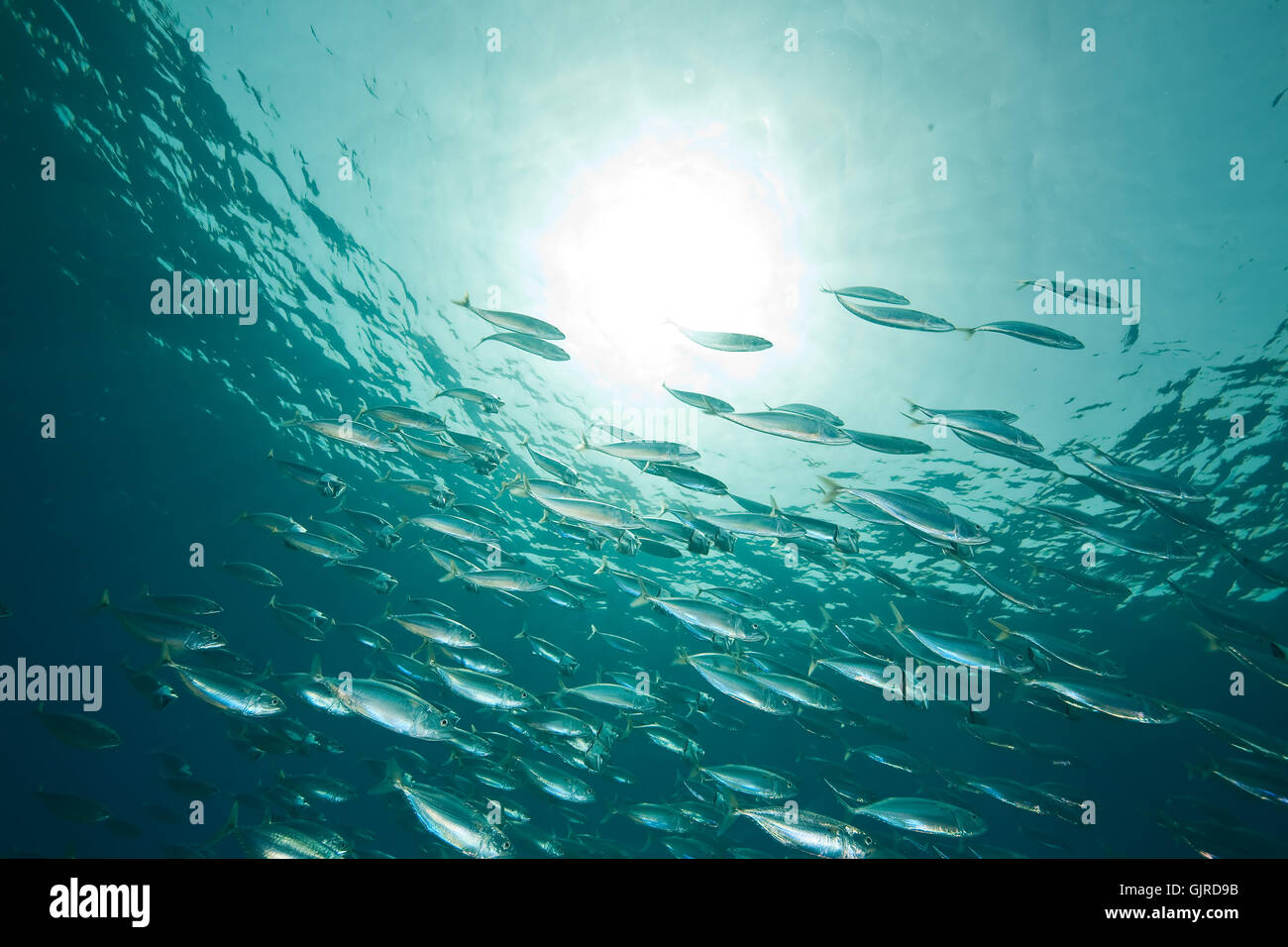 Striped mackerel hires stock photography and images Alamy